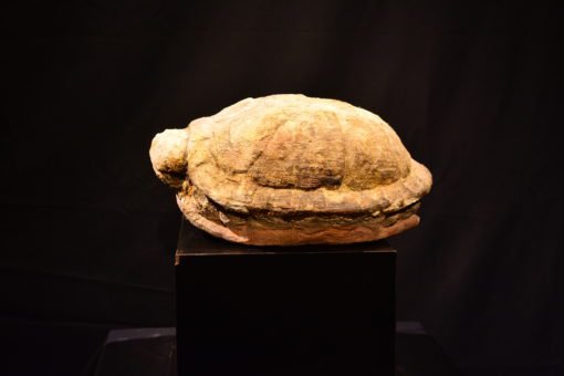 Sacred Tortoise - Image 3